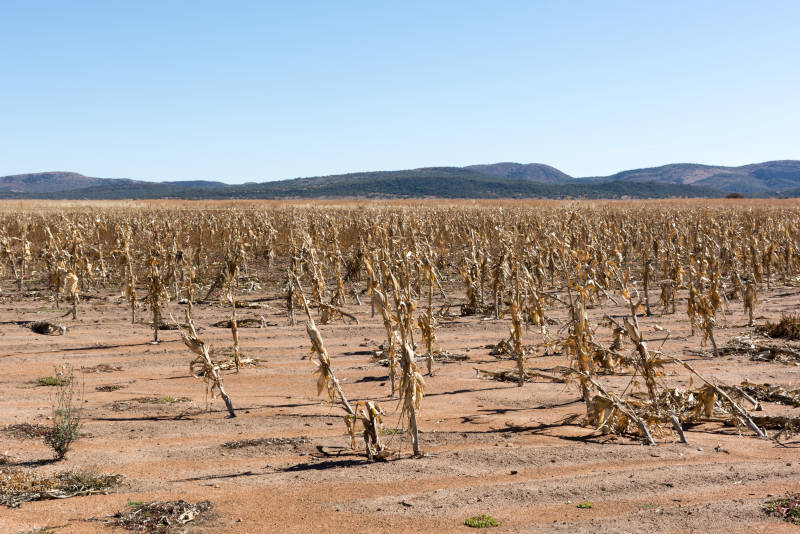 Crops destroyed by drought